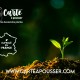 Carte à planter Meilleurs Voeux étoiles