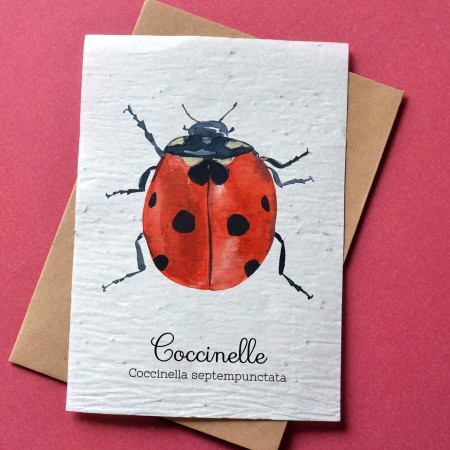 Carte à planter Coccinelle