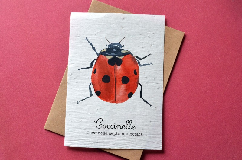 Carte à planter Coccinelle