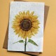 Carte à planter Tournesol