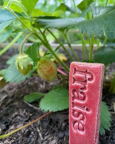 Avis aux gourmands, les cartes &agrave; planter donnent de jolies fraises !&nbsp;