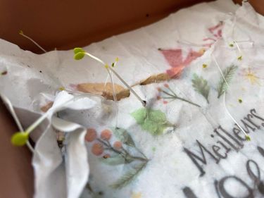 Les premi&egrave;res pousses d'un joli bouquet &agrave; venir - Carte &agrave; Pousser