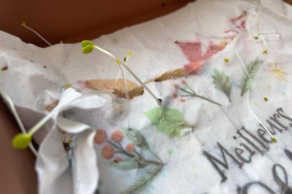 Carte à pousser : comment la planter pour qu'elle germe ?